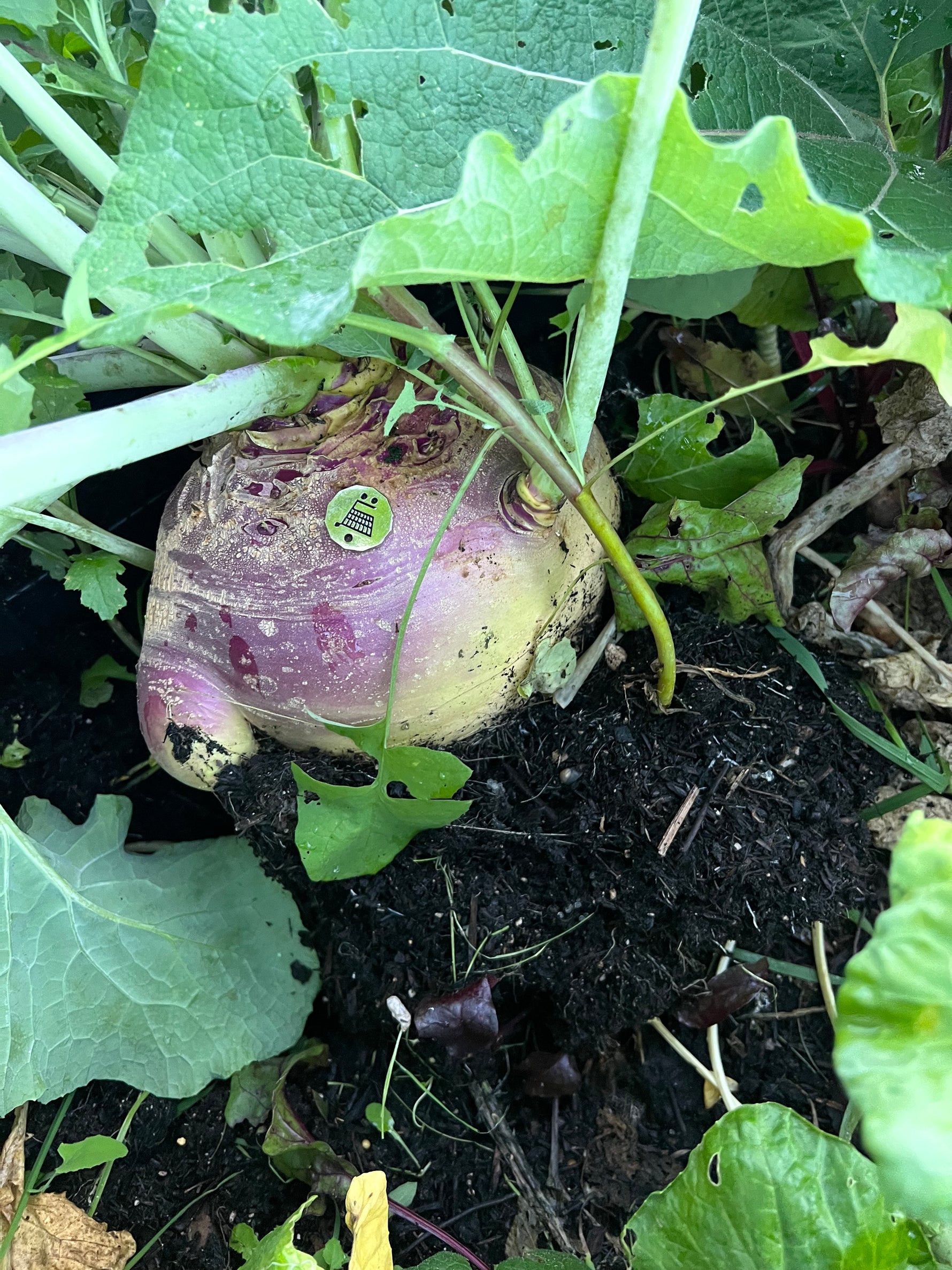 September Sowing; Turnips