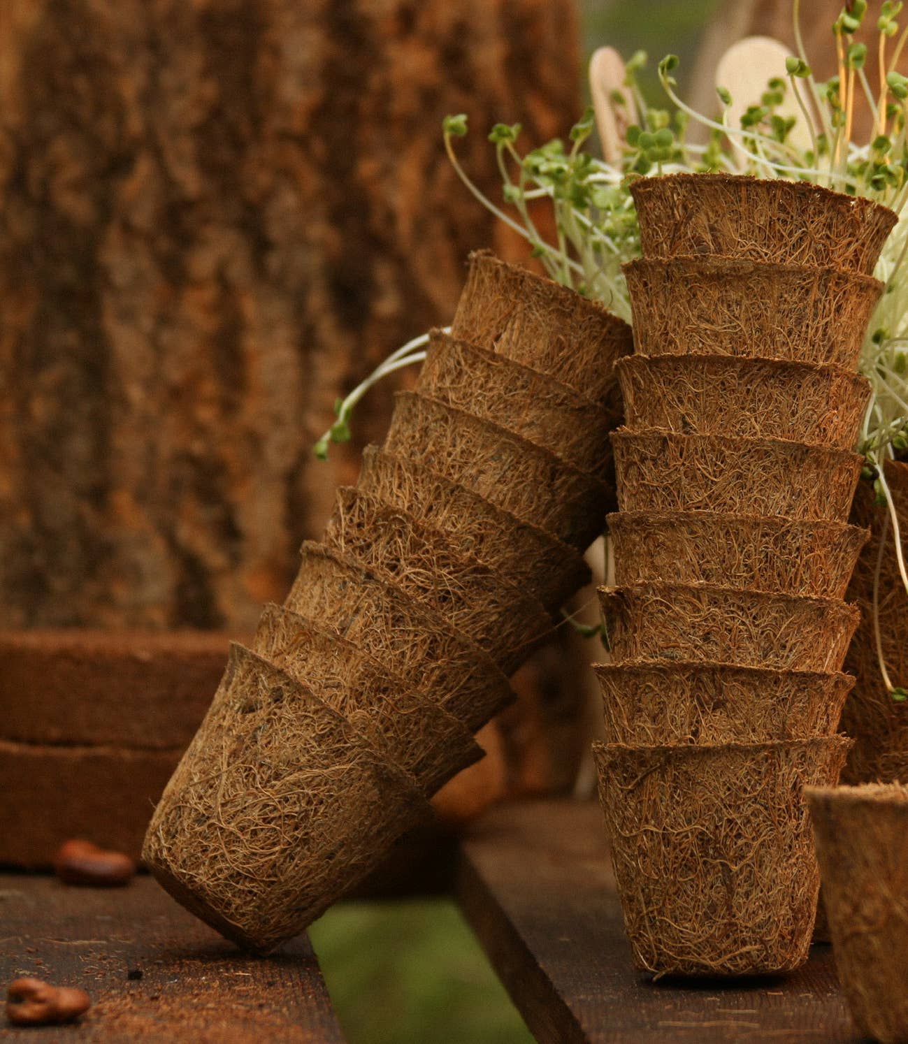  CoirProducts 13 cm Coir Pots | Plant Pots | 100% Biodegradable | 1 Ltr  The Green Thumb Club
